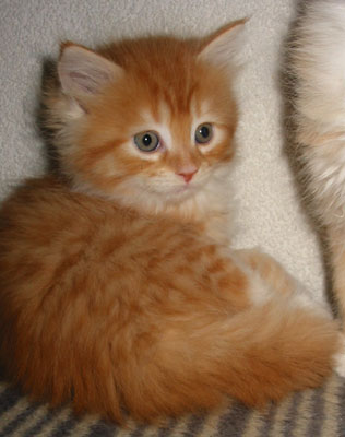 Tabby Kittens (Rood
